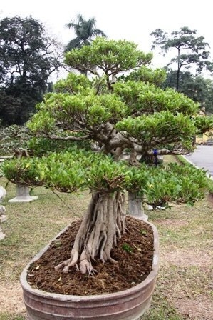 Bonsai, cay the, cây thế,  cay canh nghe thuat, cây cảnh nghệ thuật